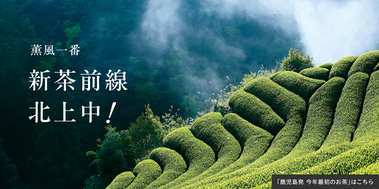 新茶前線北上中!