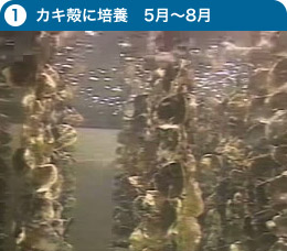カキ殻に培養 5月~8月