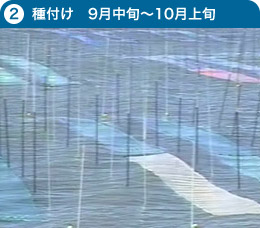 カキ殻に培養 5月~8月