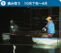 摘み取り　10月下旬～4月