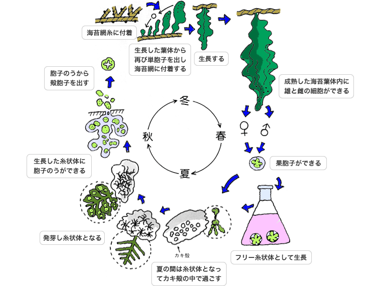 海苔の生物学｜海苔読本｜海苔の老舗 東京築地 丸山海苔店